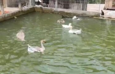 SÍTIO COMPLETO A VENDA EM MAJOR GERCINO – CONFORTO, LAZER E CONTATO COM A NATUREZA!