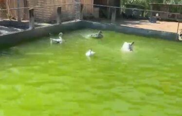 SÍTIO COMPLETO A VENDA EM MAJOR GERCINO – CONFORTO, LAZER E CONTATO COM A NATUREZA!